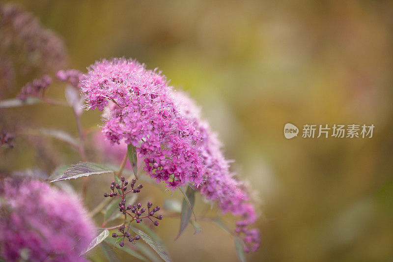 Spiraea Shirobana - Joseph的大衣